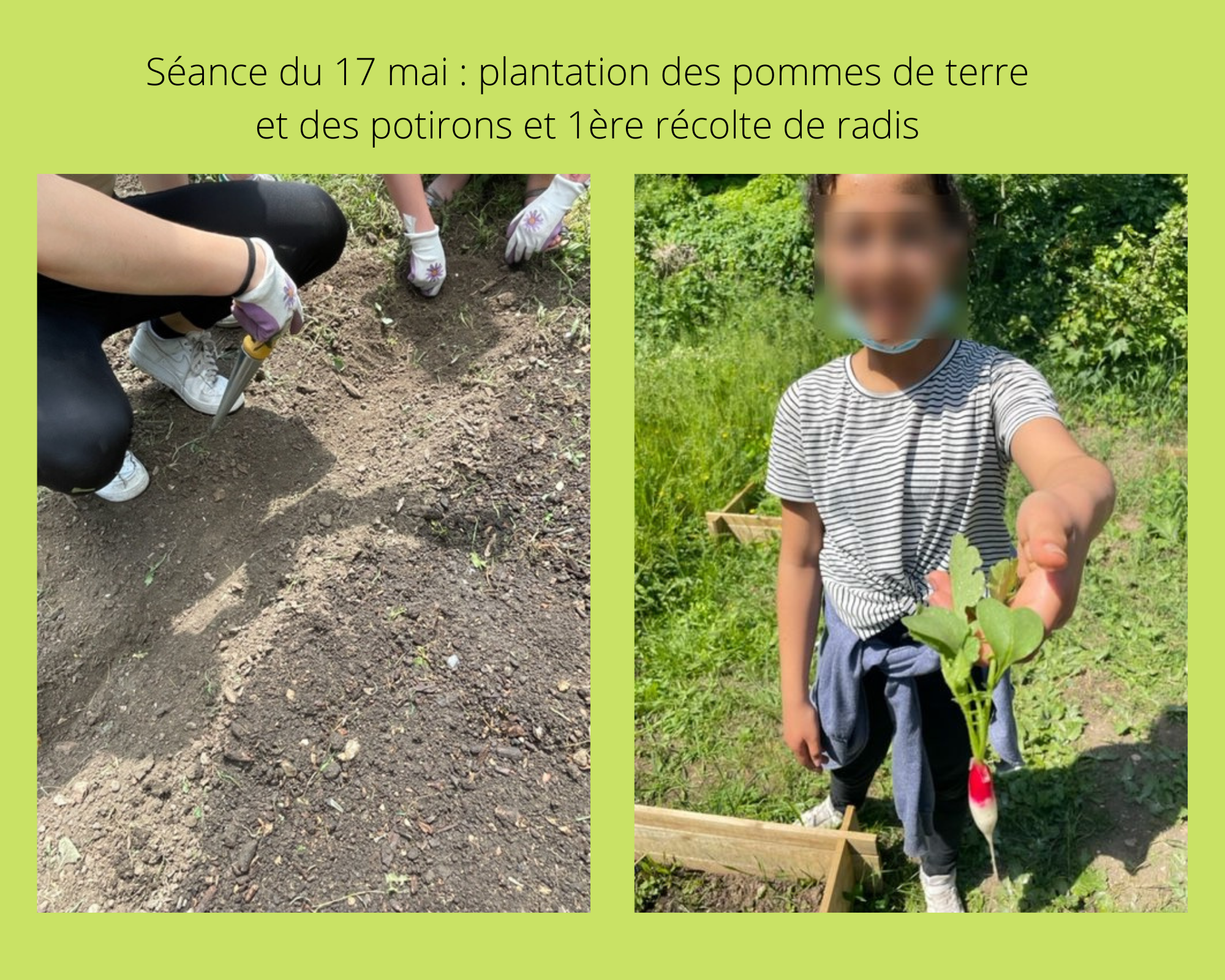 Potager 17 mai