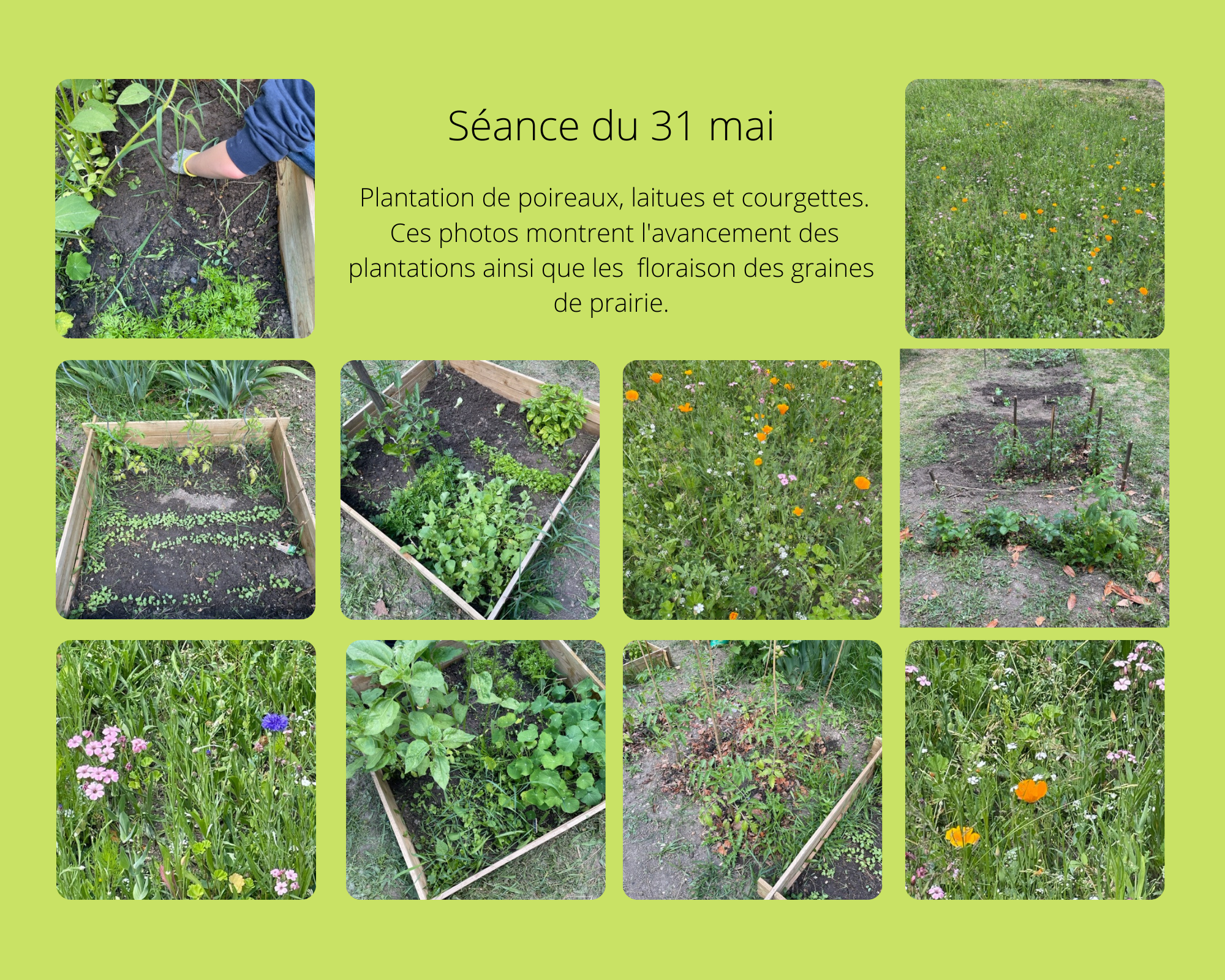 Potager 31 mai