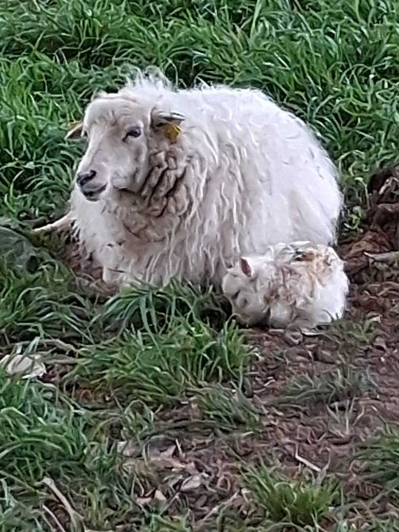 agneau 2