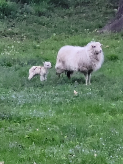 agneau1
