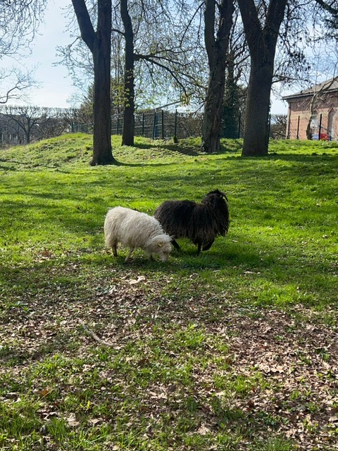moutons