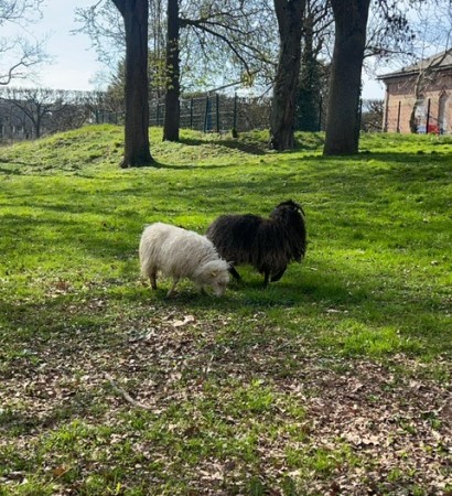 Bienvenue aux moutons!
