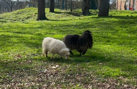 Bienvenue aux moutons!